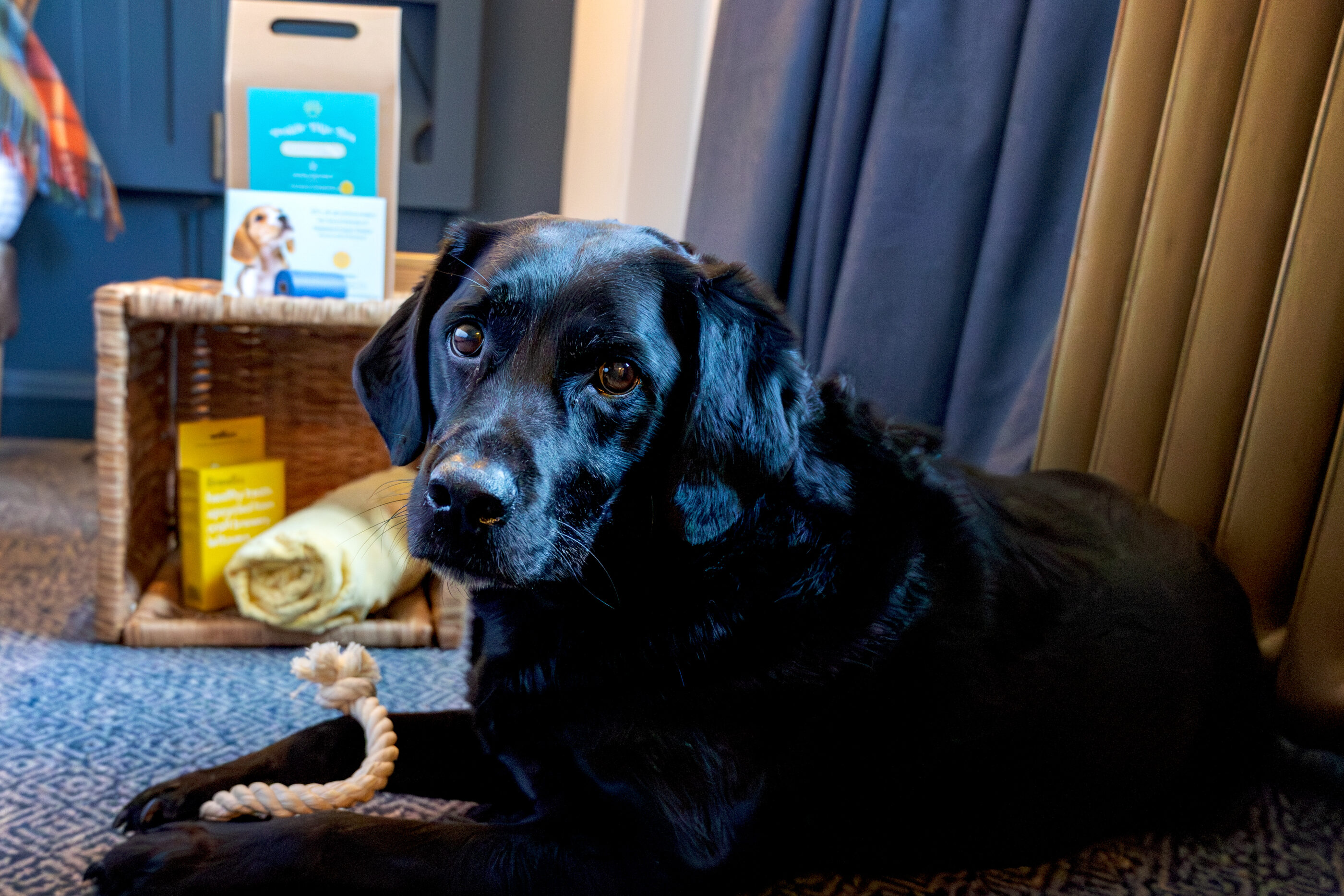 Doggie Digs Alvie 9 D1 A3111