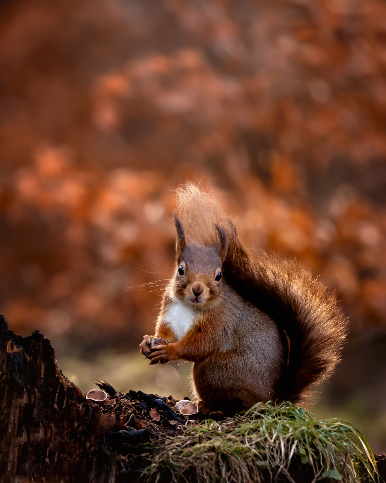 298 squirrel