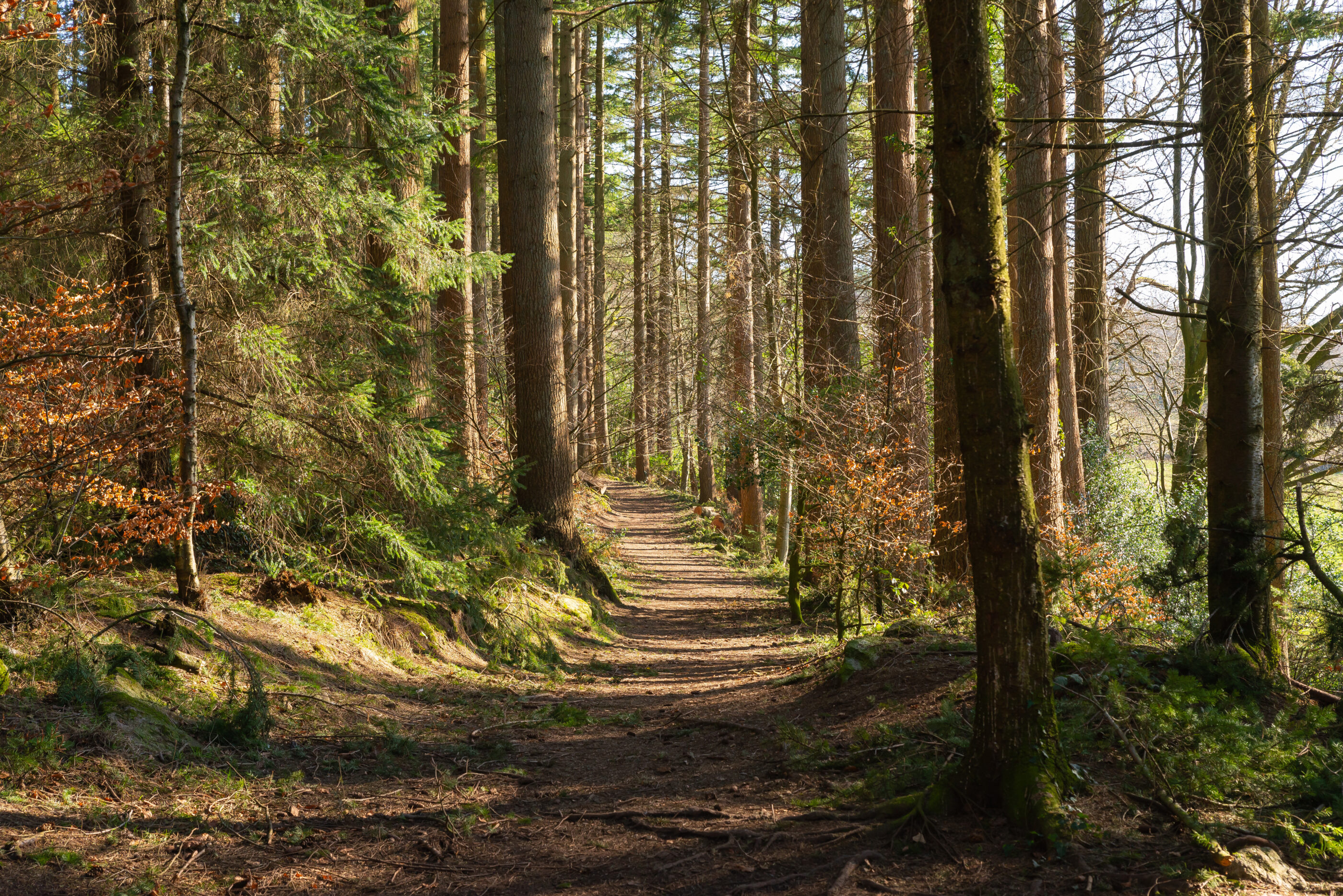 Woods