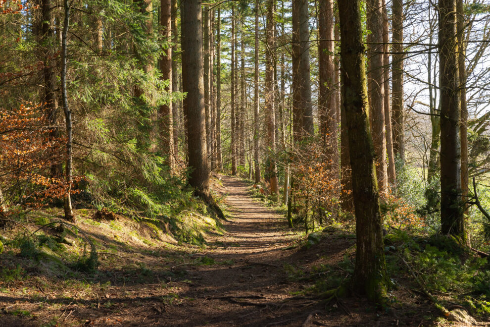 Woods